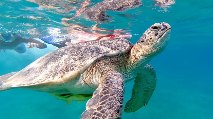 Abu Dabbab Schildkröten Schnorchel Ausflug Schwimmen